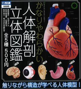 STC かなりやわらかい人体解剖立体図鑑【いきもん】