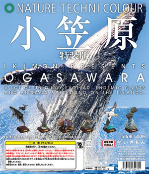 ネイチャーテクニカラー 小笠原 特装版【いきもん
