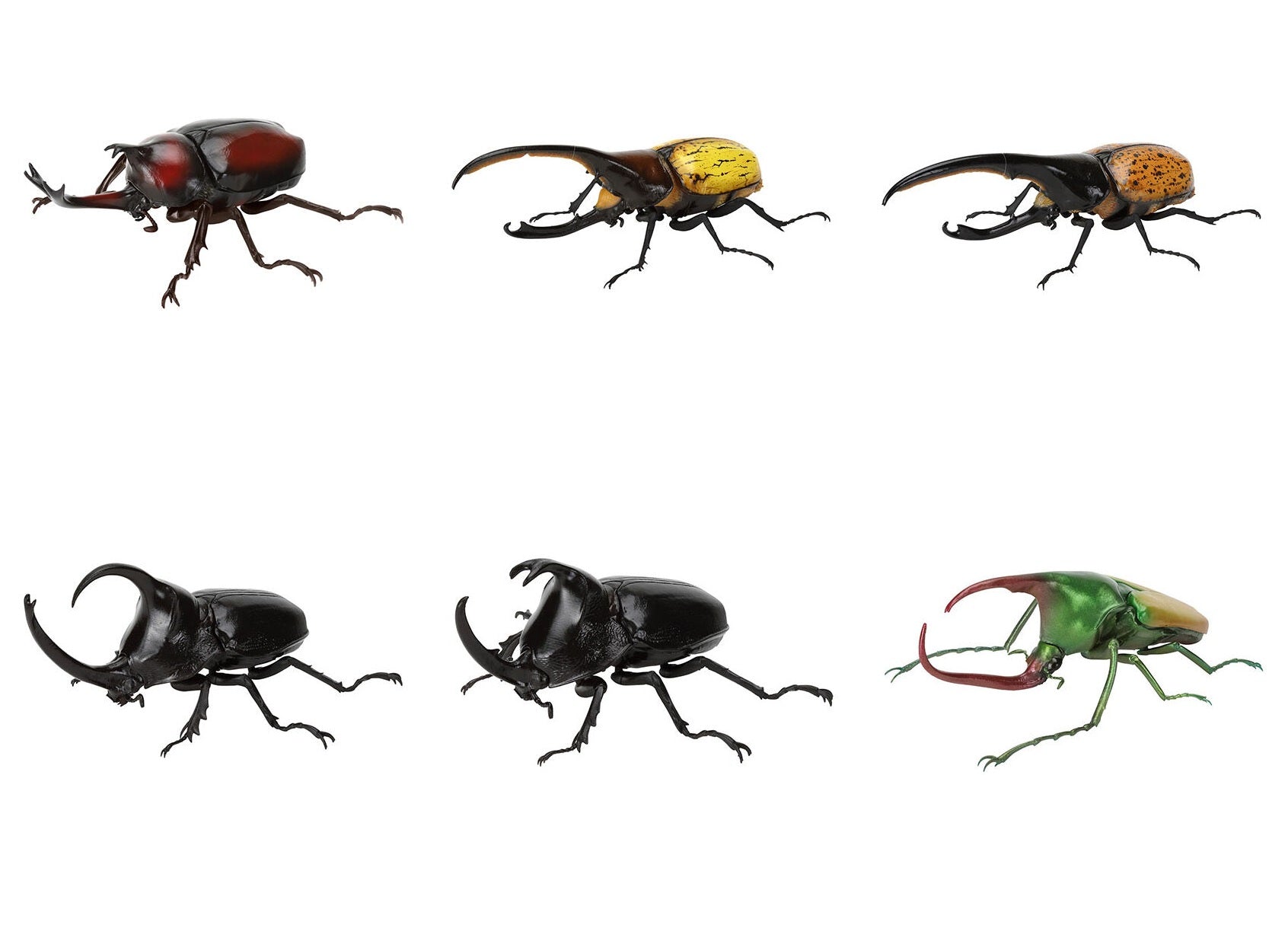 いきもの大図鑑 かぶとむし09【バンダイ】┃ガチャガチャ侍