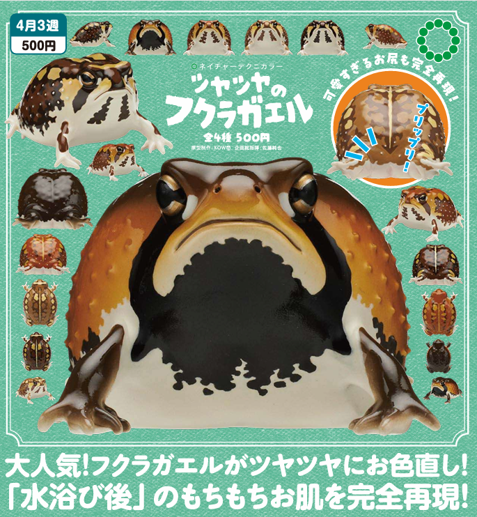 NTC ツヤツヤのフクラガエル【いきもん】