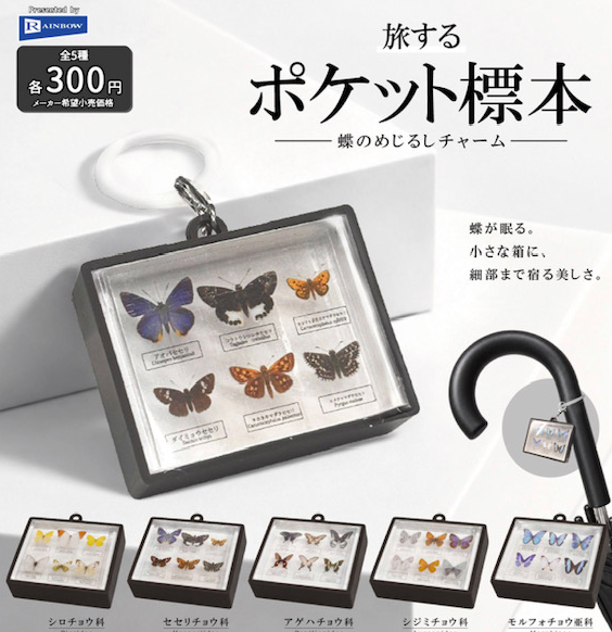 旅するポケット標本 蝶のめじるしチャーム【レインボー】 | ガチャガチャ侍